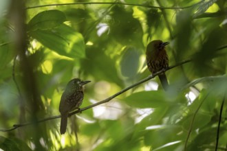 White-tailed Puffbird (Malacoptila panamensis) two birds sitting on a branch, tropical rainforest,