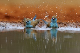 Angolan butterfly finch (Uraeginthus angolensis), blue-eared butterfly finch, adult, two birds, at