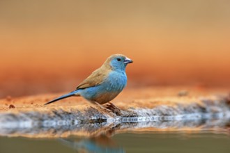 Blue waxbill (Uraeginthus angolensis), Angola butterfly finch, adult, at the water, Kruger National