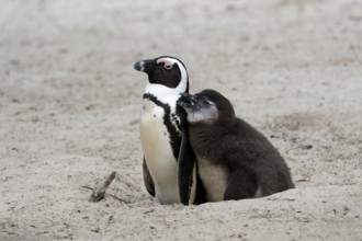 African penguin (Spheniscus demersus), adult with young, at the nest, Boulders Beach, Simonstown,