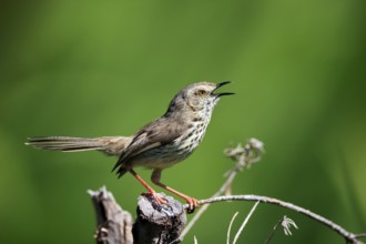 Spotted Prinia (Prinia maculosa), adult, on wait, singing, Kirstenbosch Botanical Gardens, Cape