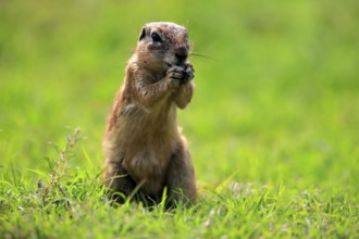 Cape ground squirrel (Xerus inauris), adult, alert, standing upright, feeding, Mountain Zebra