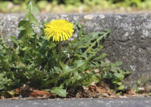 Flower of common dandelion (Taraxacum officinale), growing on a wall, North Rhine-Westphalia,