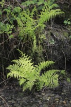 Lady fern (Athyrium filix-femina), by the water, North Rhine-Westphalia, Germany, Europe