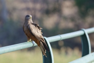 Yellow-billed kite (Milvus aegyptius, adult bird, sitting on the guardrail of the bridge,