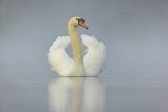 Mute swan, (Cygnus olor), romantic morning mood, Wagbachniederung, Wagh‰usl, Baden-Württemberg,