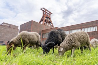 Sheep at the Zollverein Coal Mine Industrial Complex for the first time, 12 Heidschnucken and