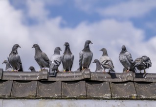 Carrier pigeons, on a pigeon loft, pigeon fancier, Mülheim, North Rhine-Westphalia, Germany, Europe