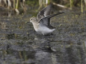 Temminck's Stint (Calidris temminckii), wading through marshland, flapping its wings, June,