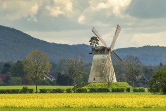 Windmill Veltheim with rape fields Porta Westfalica Germany