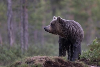 Brown bear (Ursus arctos) in the Finnish taiga, Kuusamo, Finland, Europe