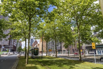 Urban greening, inner-city street Laan op Zuid, in Rotterdam's Feijenoord district, 4 lanes, 2 tram