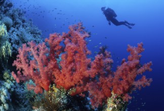 Several branches of stems of red soft coral (Dendronephthya) growing in coral reef on coral block