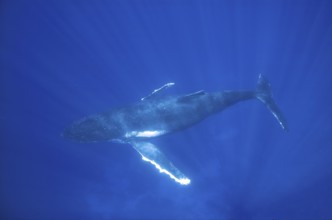 Humpback whale (Megaptera novaeangliae) sleeps in 10 metres of water in the ocean, Pacific, South