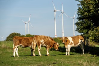 Cows on a pasture, wind farm near Bad Wünneberg, East Westphalia Lippe, North Rhine-Westphalia,