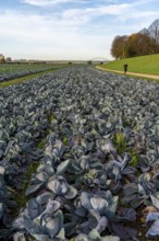 Red cabbage field, growing area in the south of Düsseldorf, Volmerswerth district, on the Rhine,