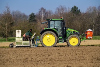 Agriculture, herb gardening, parsley is planted in rows in a field with a planting machine