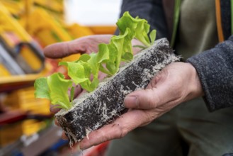 Lettuce plants, in press pots, they are planted in a field with a planting machine, agriculture,