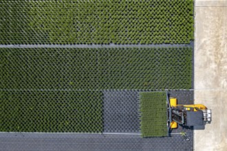 Horticultural business, broom heather plants, in flower pots, outdoors, Calluna vulgaris, are cut