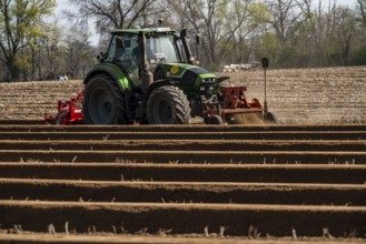 A farmer builds asparagus ridges on a field with the help of an asparagus tiller, in which the