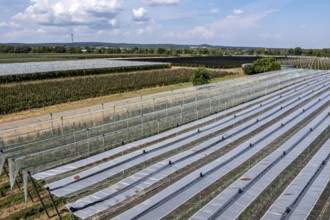 Fruit growing, berry crops, protective nets against birds, hail, heavy rain, Germany, Europe