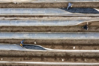 Asparagus harvest in the Rhineland, asparagus pickers at work in an asparagus field covered with