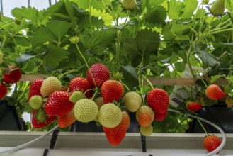 Strawberry cultivation in a greenhouse, strawberry plants with berries at different stages of