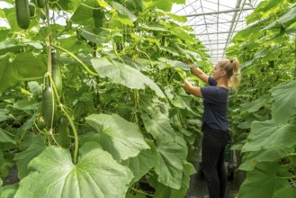 Cultivation of mini cucumbers, snack cucumbers, in a greenhouse, near Straelen, North