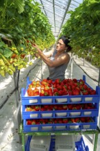 Harvesting strawberries, harvest helper, strawberry cultivation in the greenhouse, young strawberry