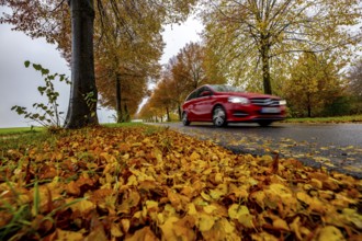 Country road, autumn, fog, rainy weather, tree avenue, wet road, leaves