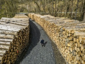 Felled, stacked spruce trunks, forest dieback in the Arnsberg Forest nature park Park, over 70 per