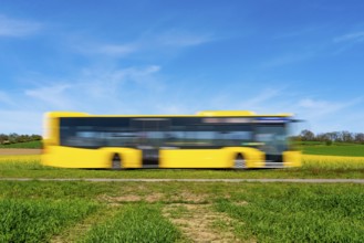 Country road at a blooming rape field, local bus, landscape near Mülheim an der Ruhr, Germany,