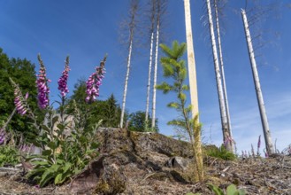 Reforestation in the Arnsberg Forest near Hirschberg, Soest district, young conifers, green Douglas