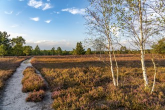 Osterheide, heather blossom of the broom heather, in the Lüneburg Heath nature reserve, Lower