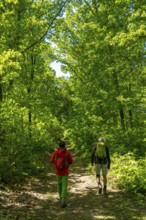 Hiking on the Bergischer Weg, a hiking trail, here in Essen, North Rhine-Westphalia, Germany,