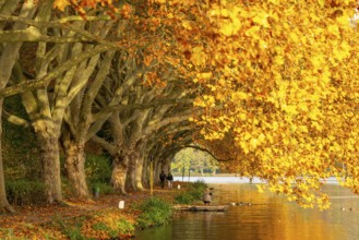 Platanen Allee, lakeside path on Lake Baldeney, near Haus Scheppen, in Essen, autumn, North