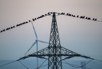 Many birds, rooks, sitting on a high-voltage power line after sunset, wind power plants, Hamm,