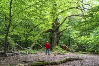 The Sababurg primeval forest, or primeval forest in the Reinhardswald, is a 95-hectare biotope