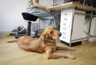 Symbolic image on the subject of office dogs. A Golden Retriever lying in an office, taken in