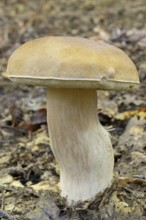 Porcini mushroom (Boletus), fruiting body, North Rhine-Westphalia, Germany, Europe