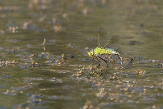 Emperor dragonfly (Anax imperator) adult female insect laying its eggs in the water of a pond,