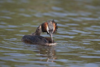 Great crested grebe (Podiceps cristatus) adult bird preening its feathers on a river, Norfolk,