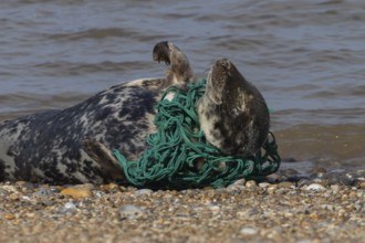 Grey seal (Halichoerus grypus) adult animal sleeping on a beach with netting wrapped around its