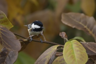 Coal tit (Periparus ater) adult bird amongst autumnal leaves of a garden Magnolia tree in the