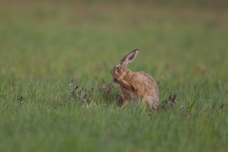 Brown hare (Lepus europaeus) adult animal washing its face in a farmland cereal field in the