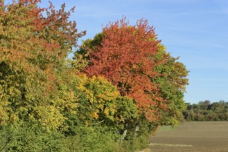 Row of trees, cherry (Prunus) and maple (Acer) with autumn leaves at the edge of a field, blue sky,