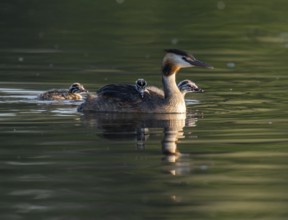 Great crested grebe (Podiceps scalloped ribbonfish) with three young birds swimming on a pond,