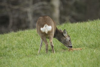 Roe deer (Capreolus capreolus) in winter coat on a meadow, Allgäu, Bavaria, Germany, Europe