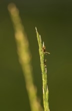 Two ticks, castor bean tick (Ixodes ricinus), lurking on a blade of grass in a meadow, female (top)