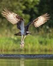 Western osprey (Pandion haliaetus) hunting, Aviemore, Scotland, Great Britain